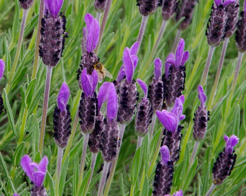 French lavender